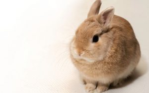 うさぎでコレステロール値測定