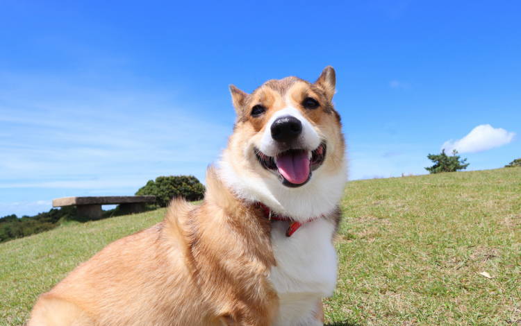 犬好き女子高生がチャレンジする夢の実現!