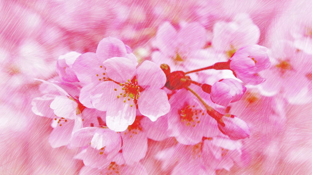 桜の花・合格夢実現のイメージ画像
